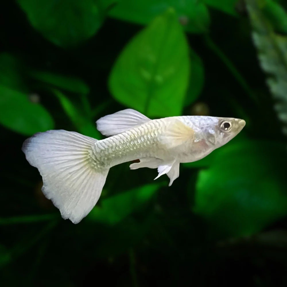 Poecilia ret.   Guppy white M